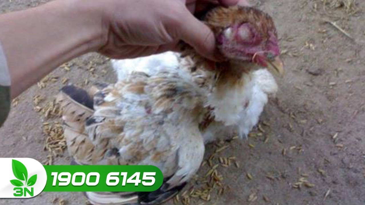 Phòng trị bệnh đầu đen cho gà | VTC16