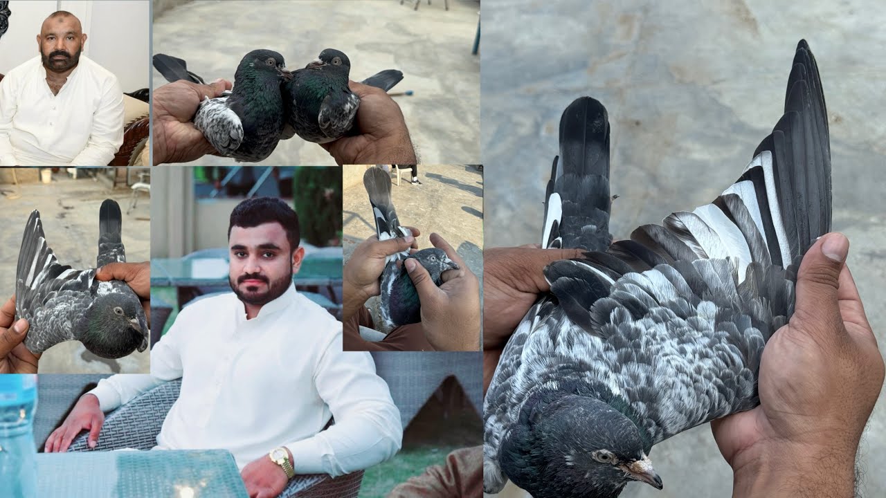 #Hamza #Tanveer #waly
