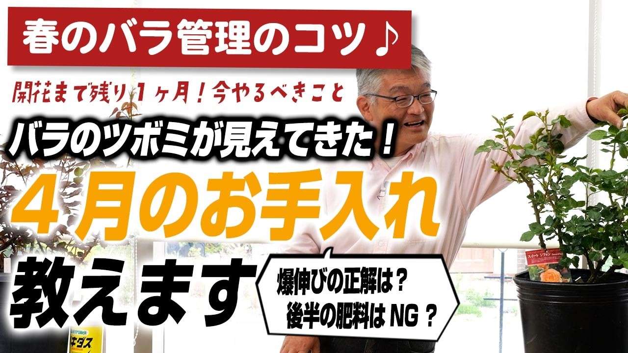 【バラの育て方】春のバラ管理のコツ♪バラのツボミが見えてきた！4月のお手入れ教えます(2026年4月10日)