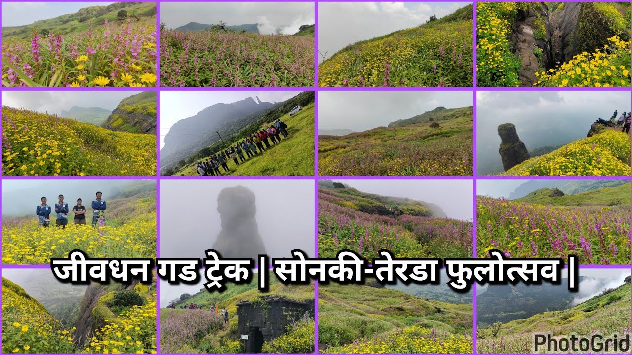 जीवधन गड ट्रेक | सोनकी आणि कारवी फुलोत्सव | २०२४ |