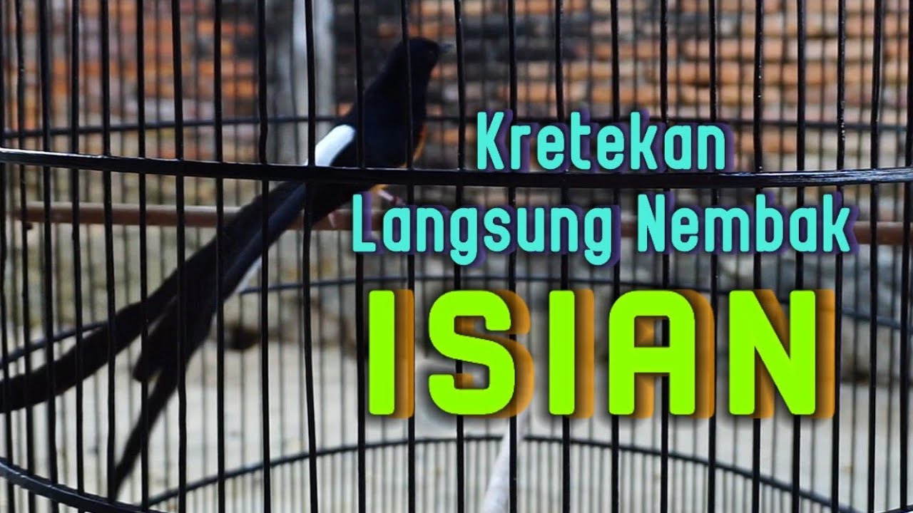 KRETEKAN MURAI BATU PASTOL MENAIKAN EMOSI MUNTAH ISIAN AUTO NGAMUK