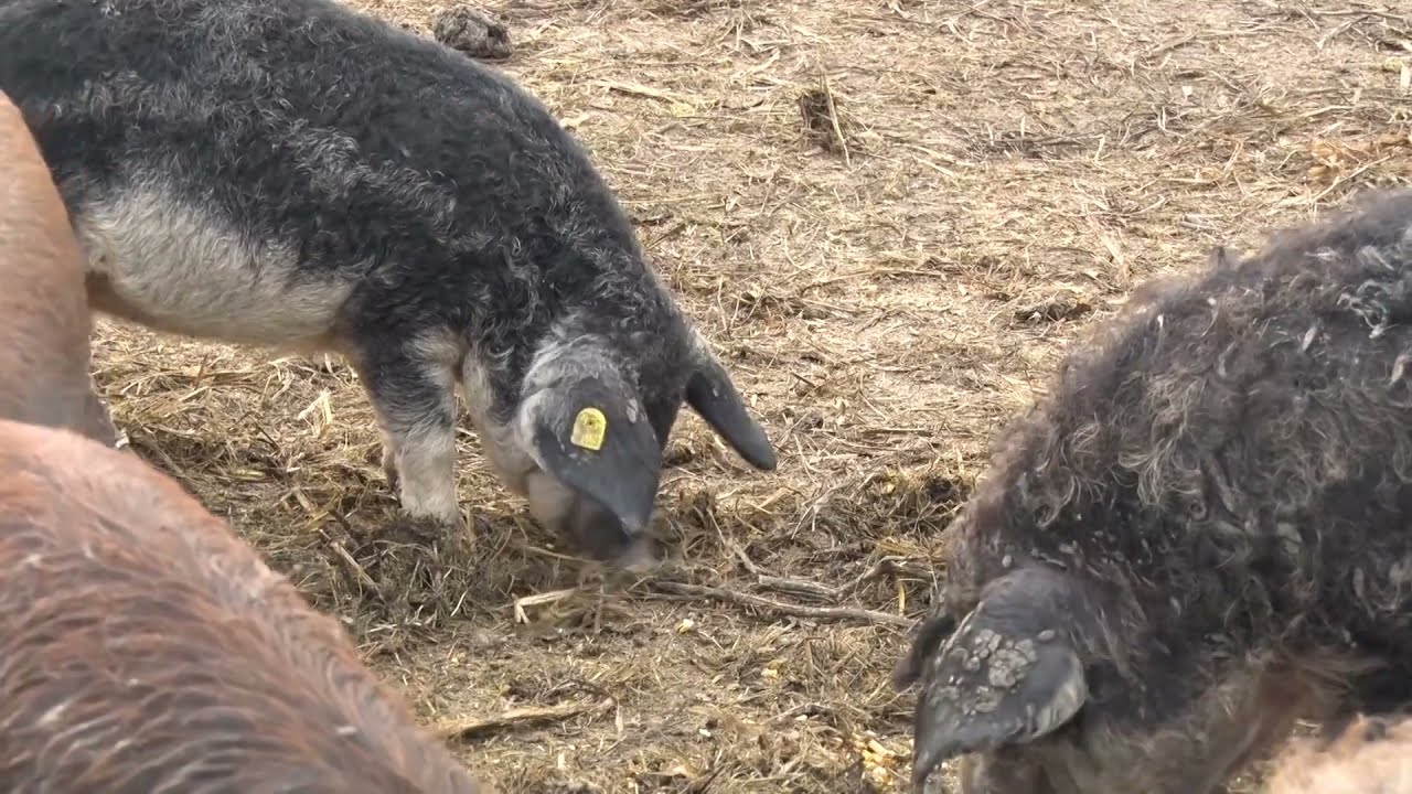 Mangulica, autohtona rasa dragocenih gena