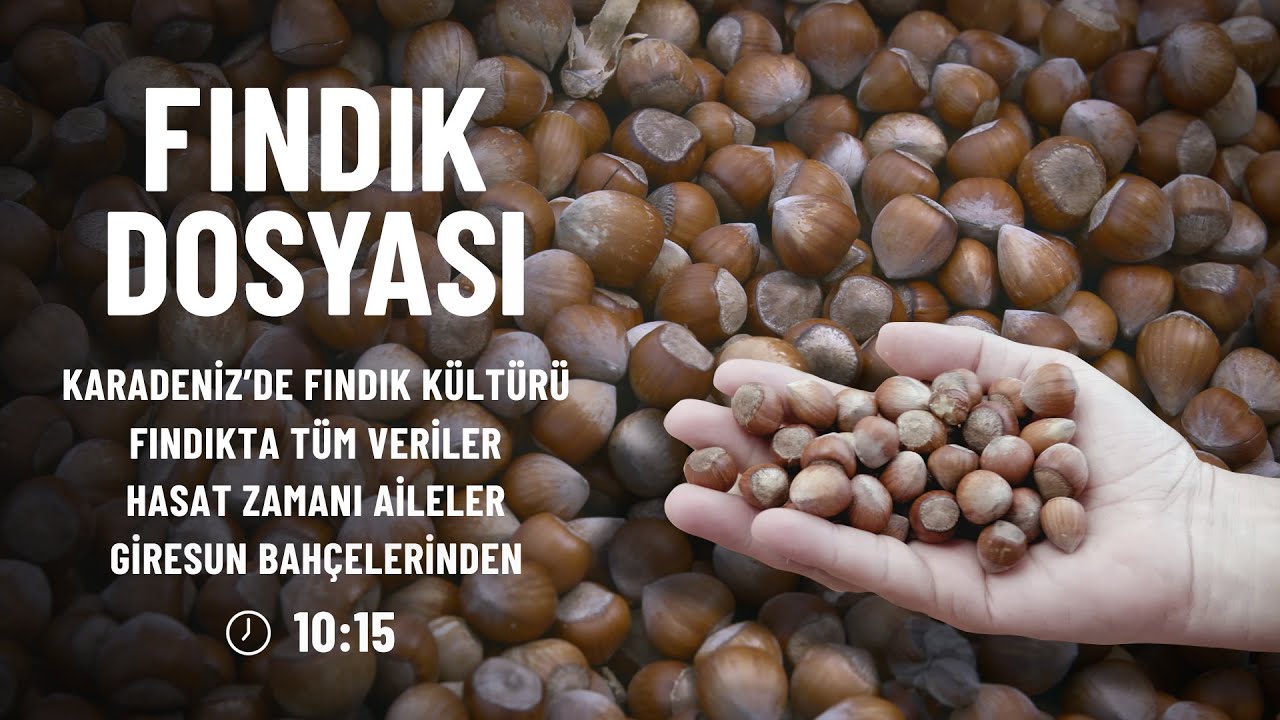 Fındık Dosyası