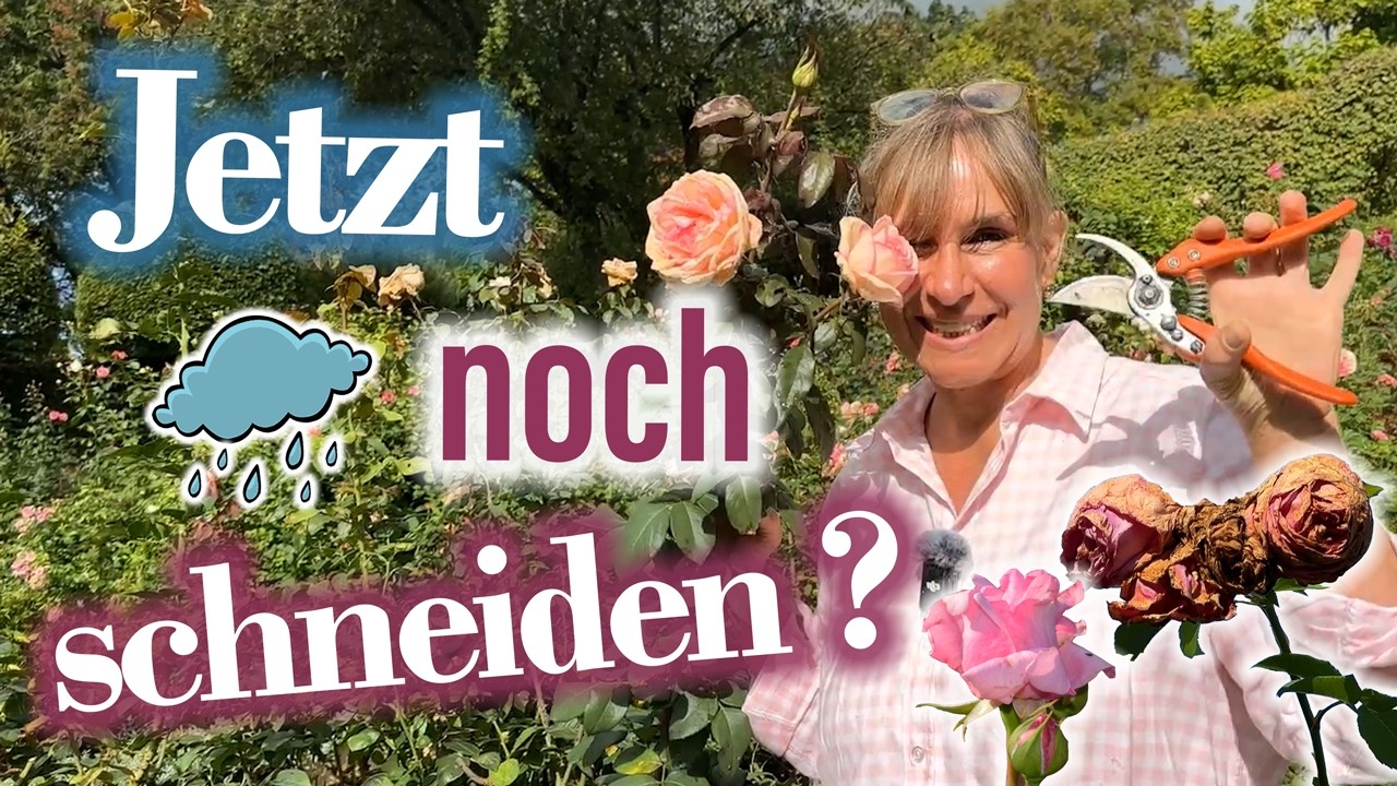 Rosen im Herbst: Schneiden, Umpflanzen & Hagebutten 🌹 Stefanies Gartentipps mit Seppl