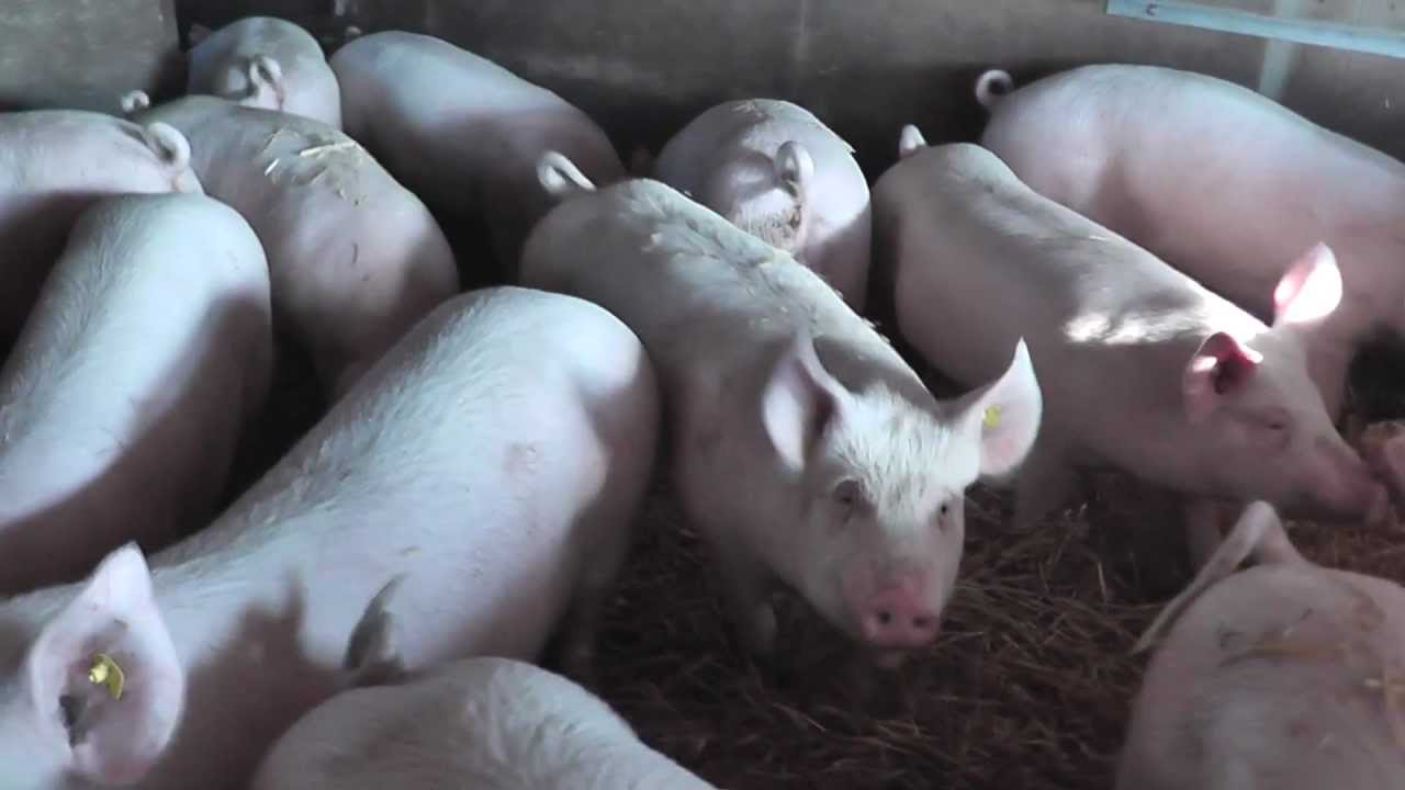 Bio Schweine in der Frohwies