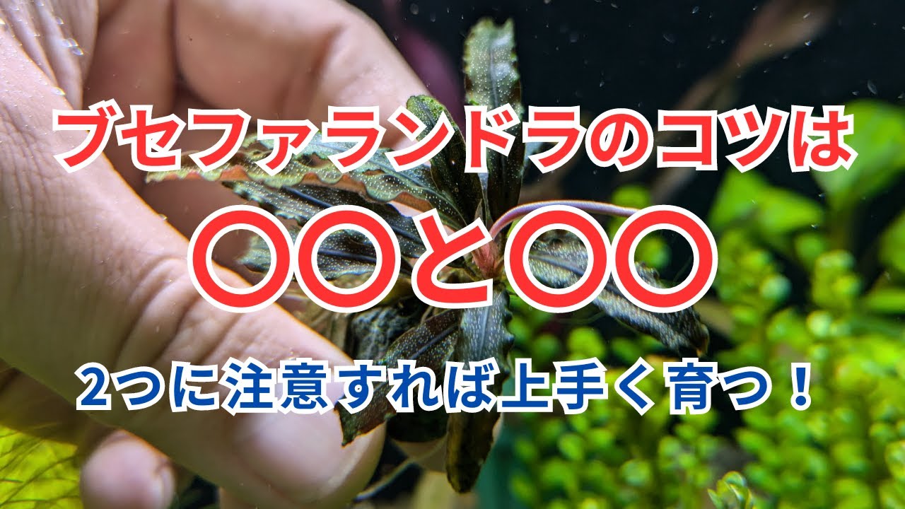 【ブセファランドラ育成のコツ】 2つのポイントに注意すると綺麗に育つ！