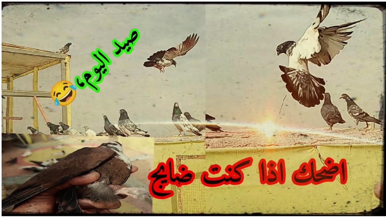 اذا ضايج وتريد تضحك شوف الفيديو