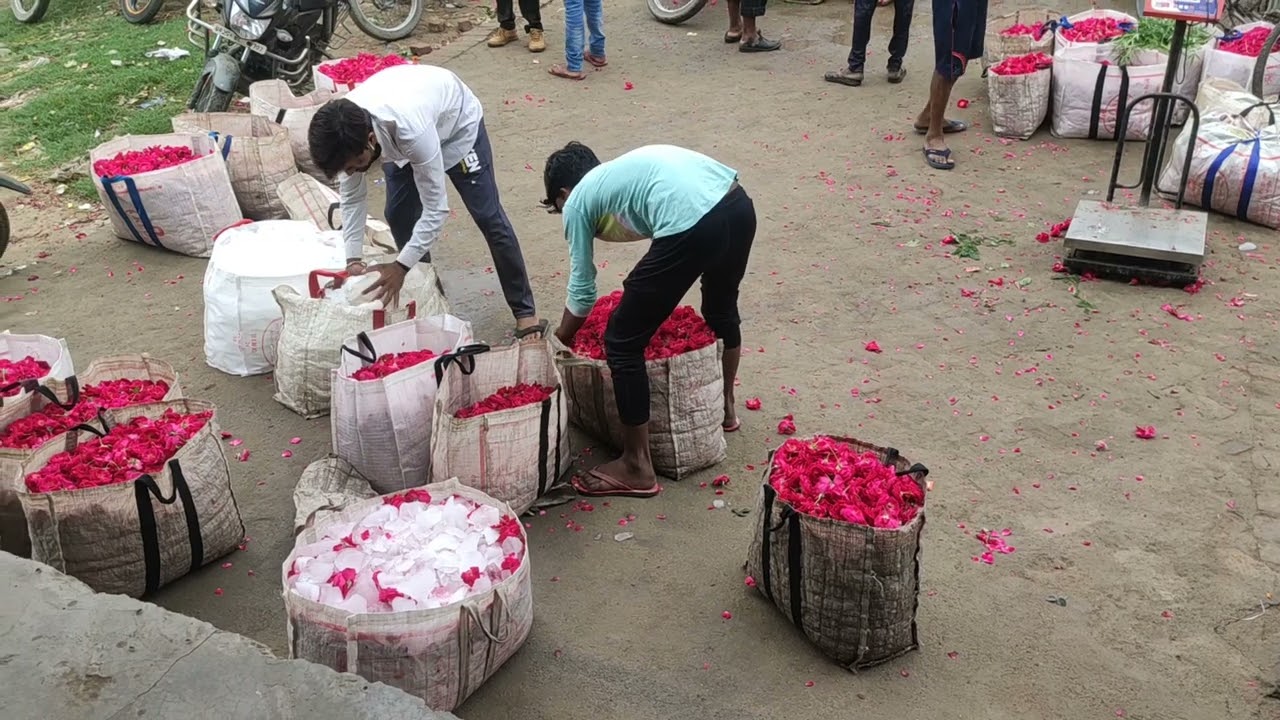 गुलाब की खेती कैसे करे गुलाब की कौन सी प्रजाति लगाये Rose Cultivation and good production sumityadav