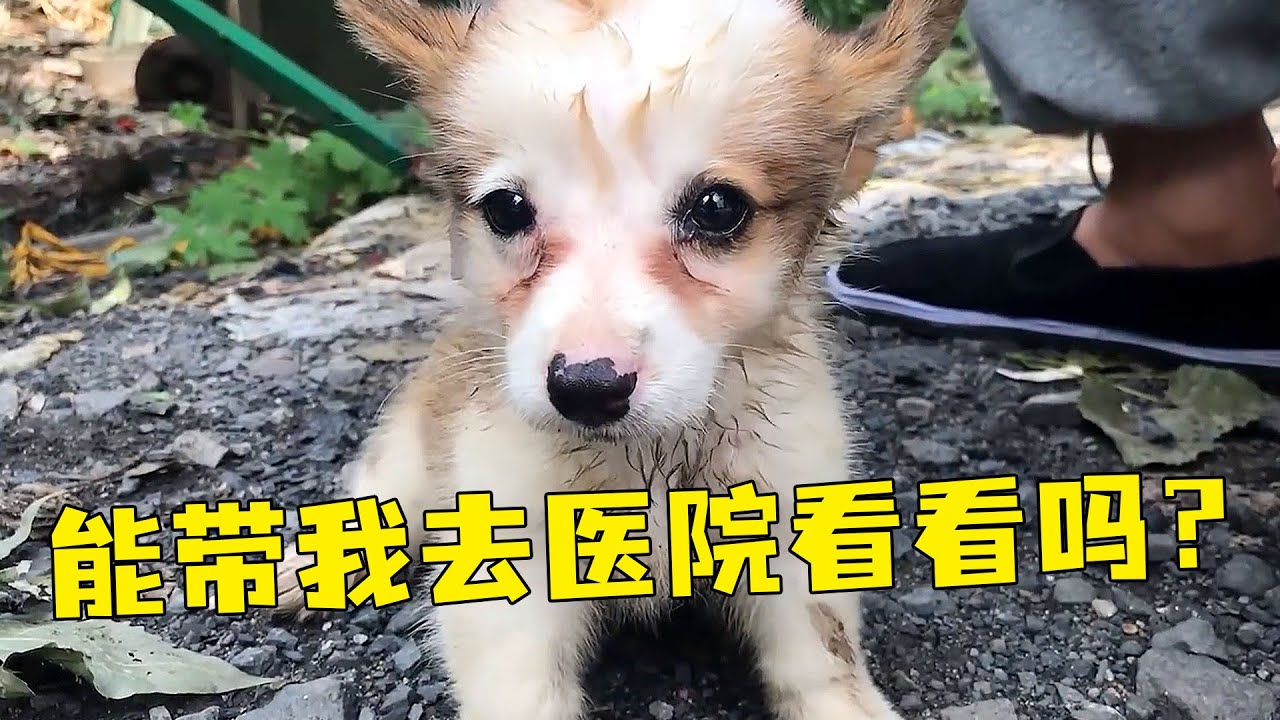 狗販子把生病小柯基扔路邊自生自滅，好心男子不忍心它白白等死，還有一線希望都盡力救治【#救助 #暖心 #溫暖 #善良 #狗狗 #寵物 #流浪狗 #善待動物 #救助流浪狗 #正能量 #感動 #流浪動物 】