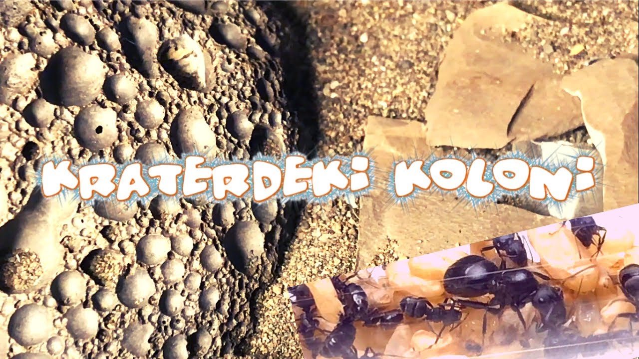 Kraterdeki Karınca Kolonisi / Ayın Yüzeyi Gibi Outworld Oldu