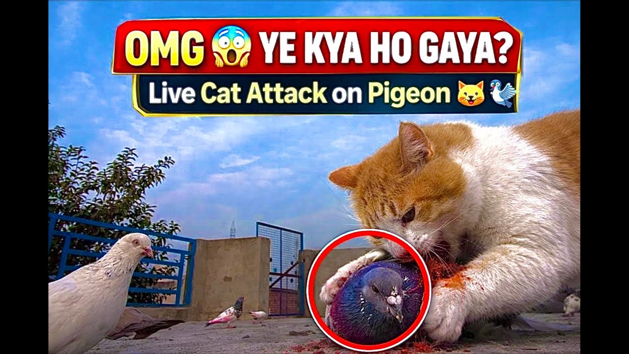 Khan khan  is live