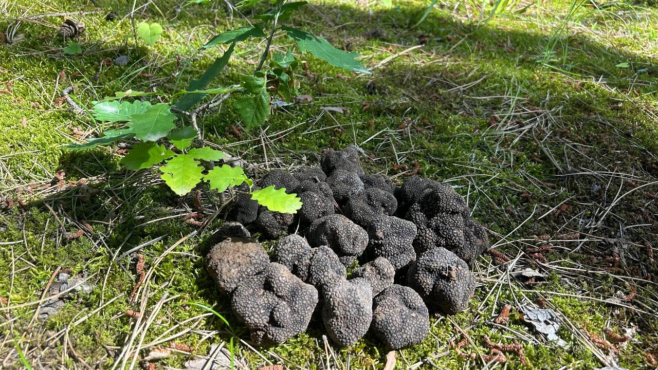 За Самым дорогим Грибом без Собаки!поиск Чёрного Трюфеля.No Dog Truffle Hunting! Black Truffles 2025