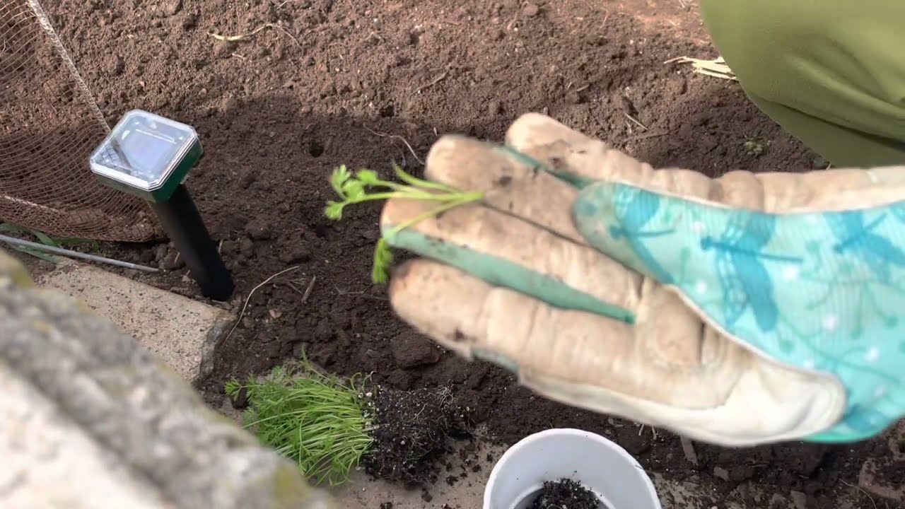 Пересадка рассады моркови для наилучшего урожая! | Зона 10a Садоводство на заднем дворе