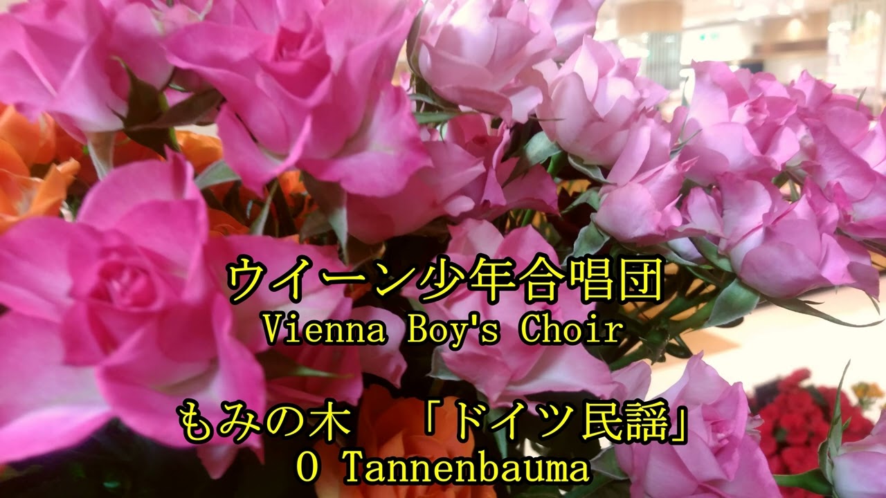 ウィーン少年合唱団　ドイツ民謡　もみの木　　Vienna  Boy's  Chair   German Folk-Song   O!  Tannenbauma