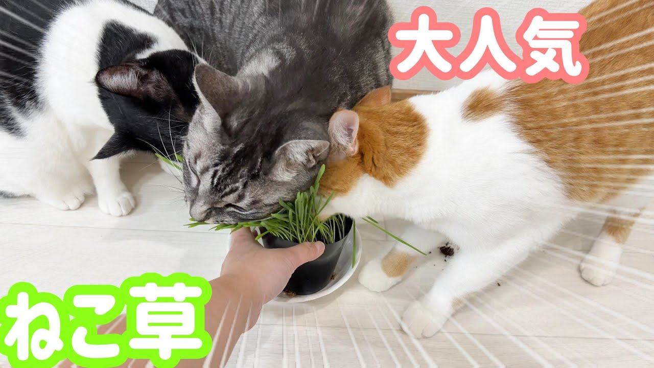 Кошки, которые не умеют есть траву, даже будучи взрослыми