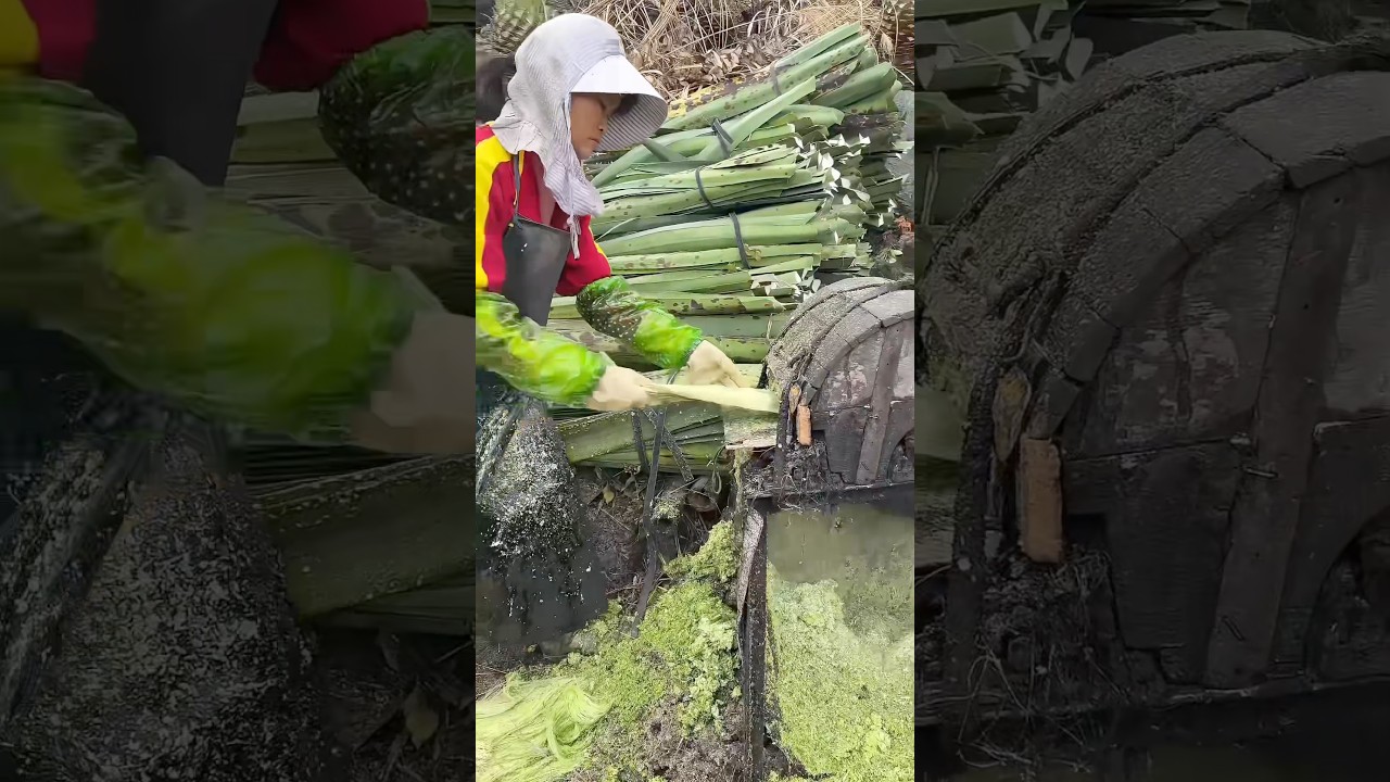 Sisal fiber extraction: Used for yarn, ropes, and crafts in many industries