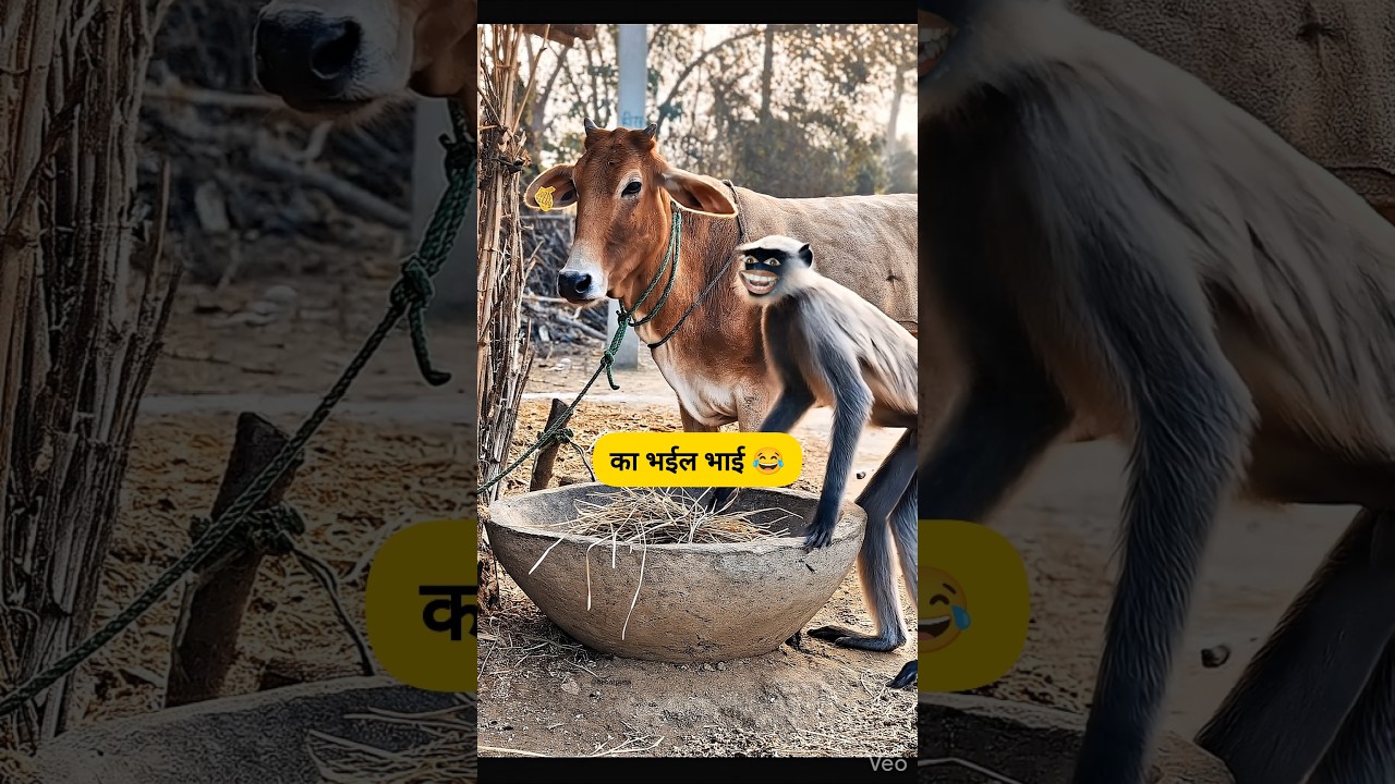 का भईल भाई 😂🤣 