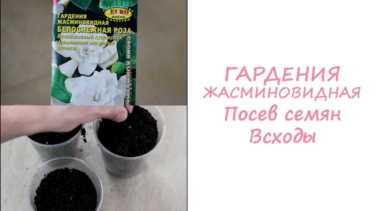 Гардения жасминовидная. Посев семян. Всходы.//Валентина Земскова