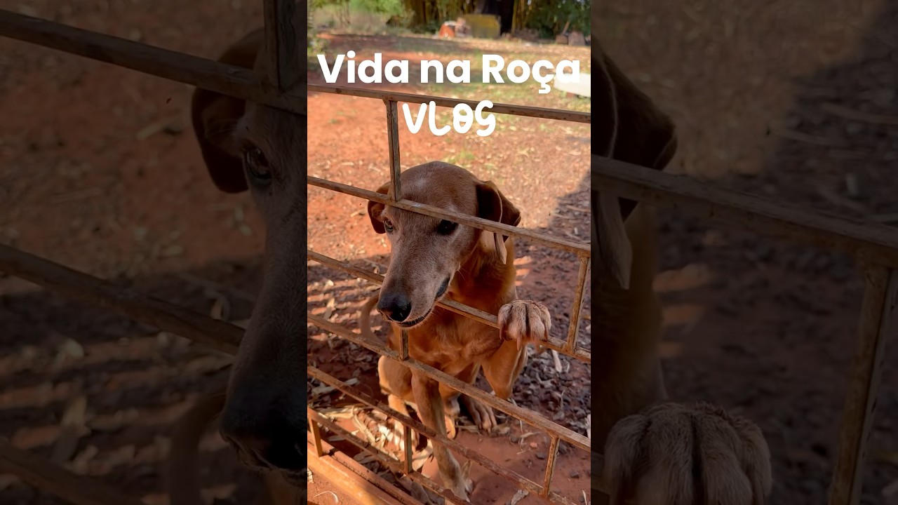 Vida na ro&ccedil;a 🐸🌳🌱🐓 #vidasimples #vidanaro&ccedil;a #rotinarural #vlog #ro&ccedil;a #sitio #shorts #shortsvideo