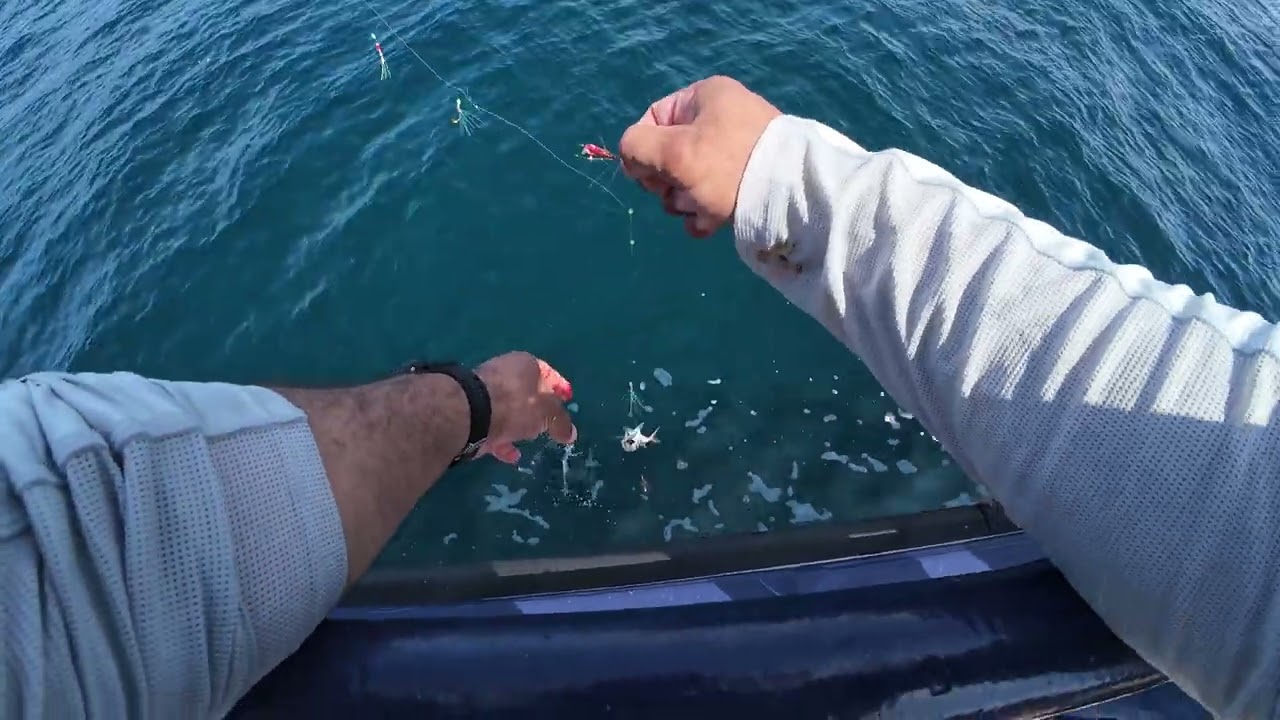 Makreelvissen op de Noordzee vanaf Den Helder uitgevaren🐠