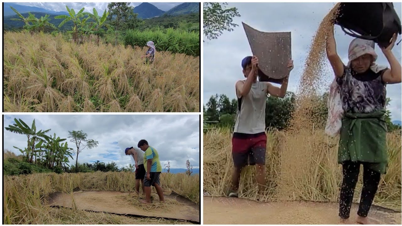 Paddy Harvesting in Kigwema | Naga Village Life | Northeast India