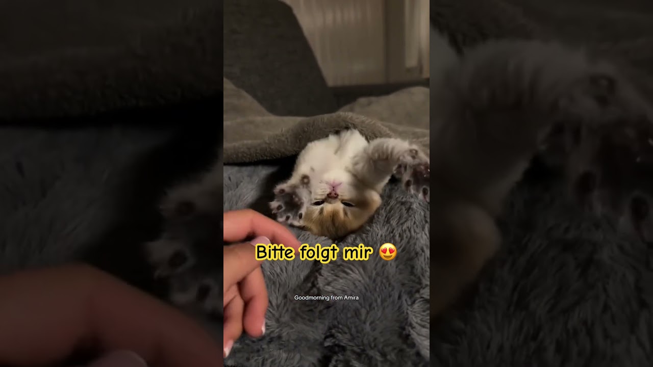 Süßeste Katze 😍😍😍😍 