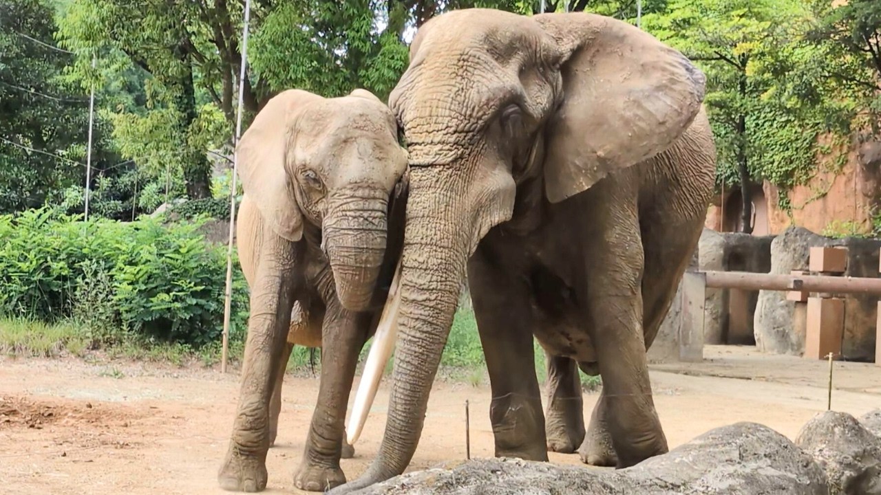 【アフリカゾウ 八木山動物公園】こんなに仲良しなゾウカップル見たことある？ベンの体調に波はあるけれどアツアツなベンとリリー
