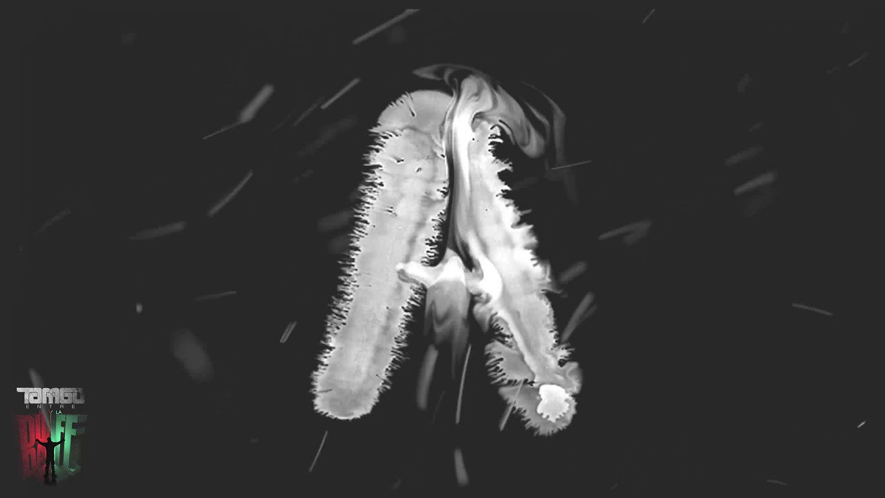 Tamgo - Aquí (Audio Oficial)