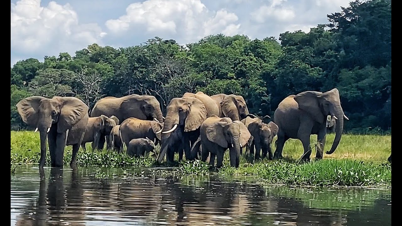 🦍 10-Day Ultimate Uganda Safari | Big Five, Gorillas & the Rare Shoebill Stork 🦒