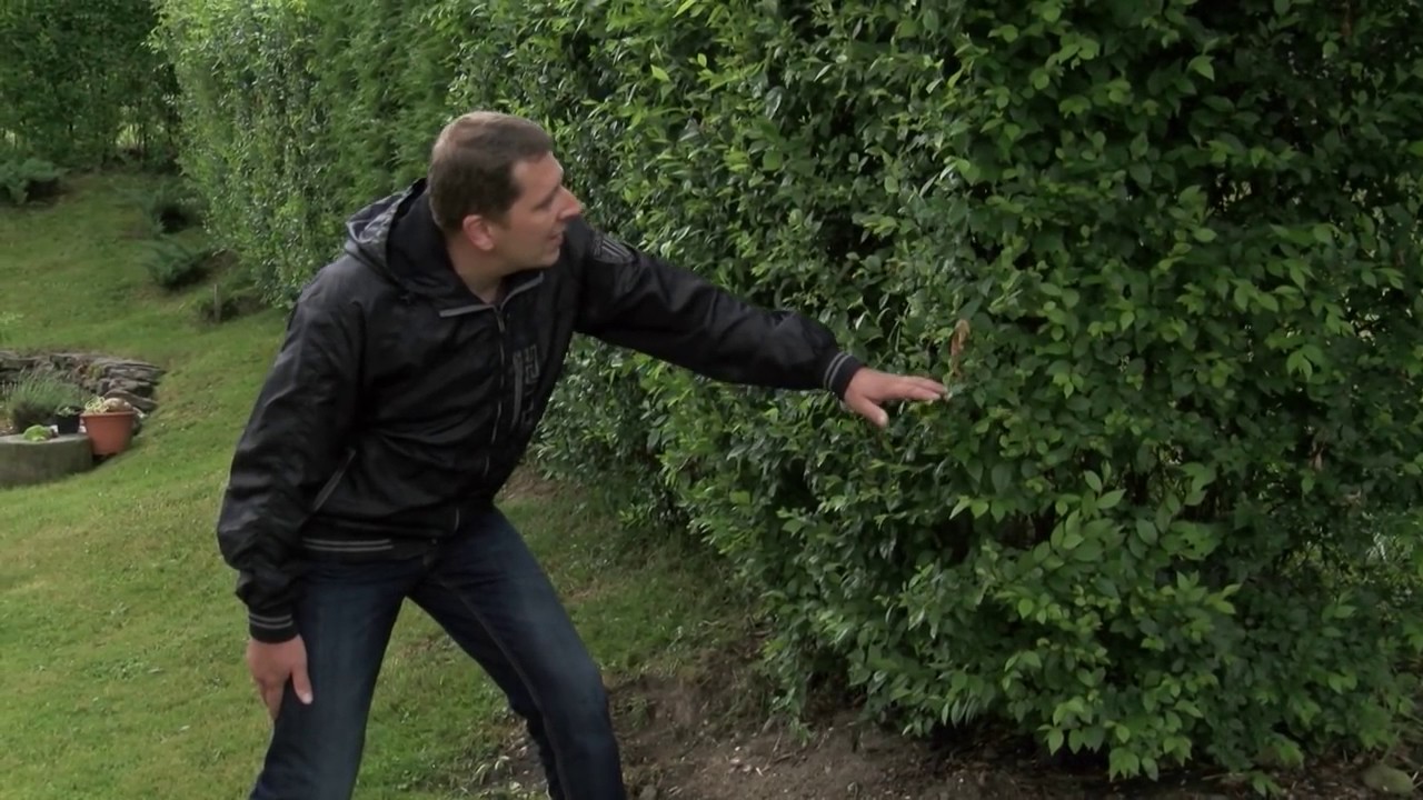 Kouzelný živý plot Kroměždice
