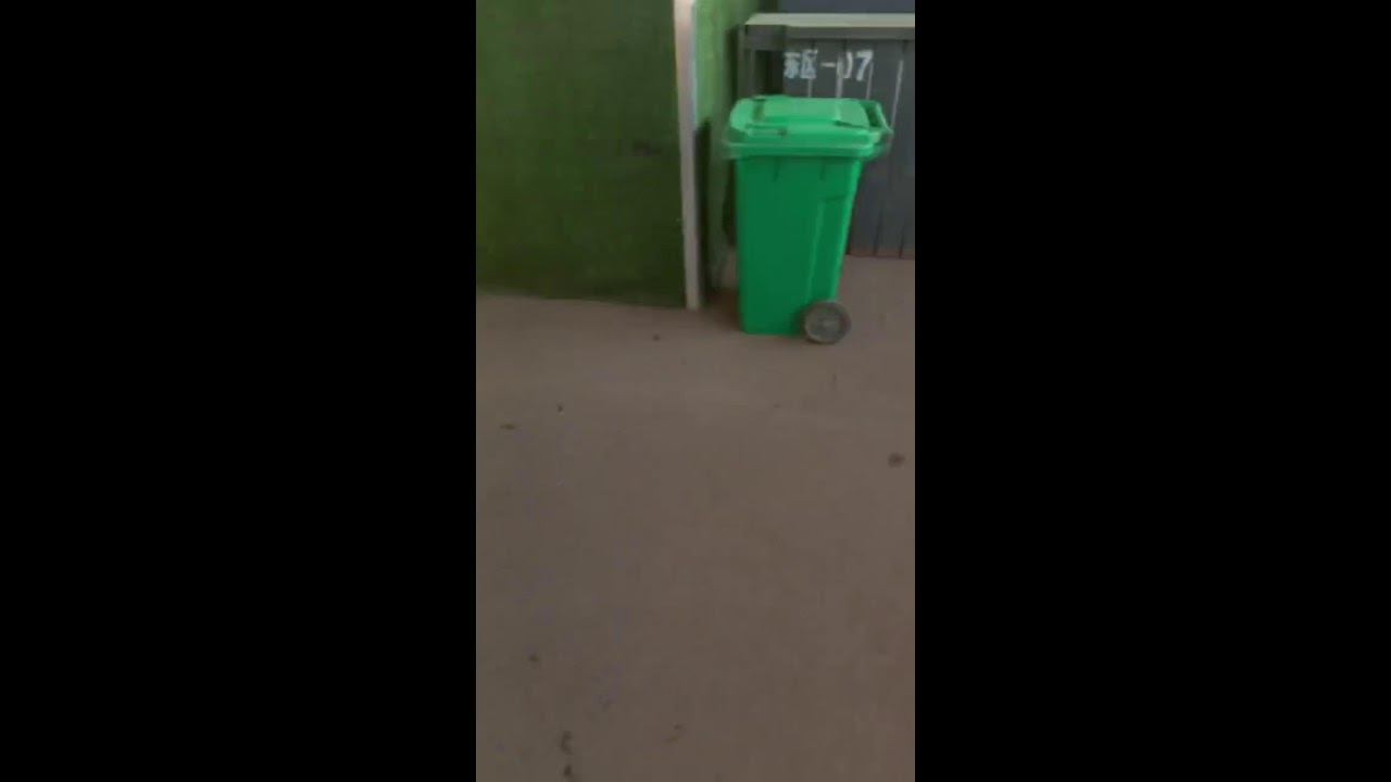 Chaotic Cat Market Livestream | First-Person Kitten Viewing | Heavy Ambient Noise