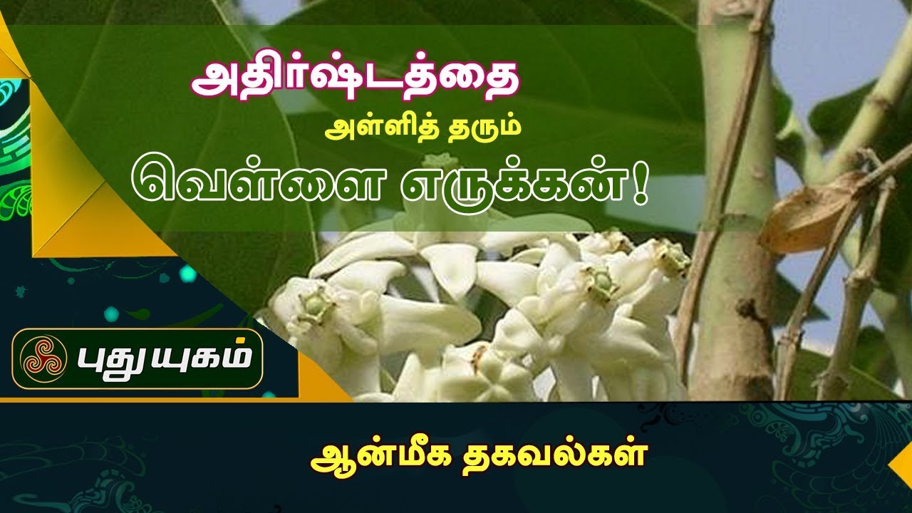 அதிர்ஷ்டத்தை அள்ளித் தரும் வெள்ளை எருக்கன்! | ஆன்மீக தகவல்கள் | Puthuyugam TV