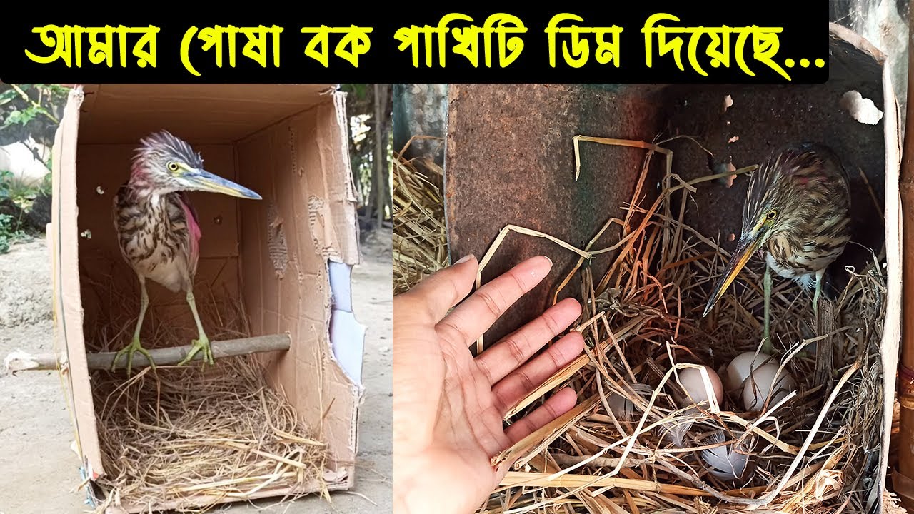 আমার পোষা বক পাখিটির জীবন কাহিনী | Bird Story-172 | The Life Story of a pet Heron Bird | Ep:06