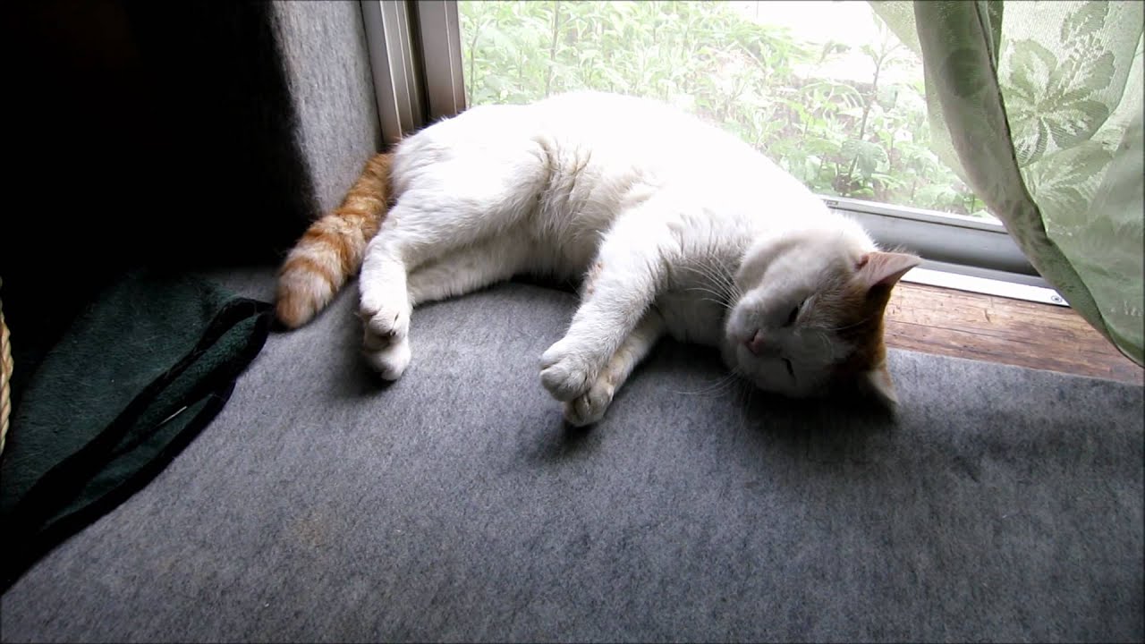 まどべのしろとみみ