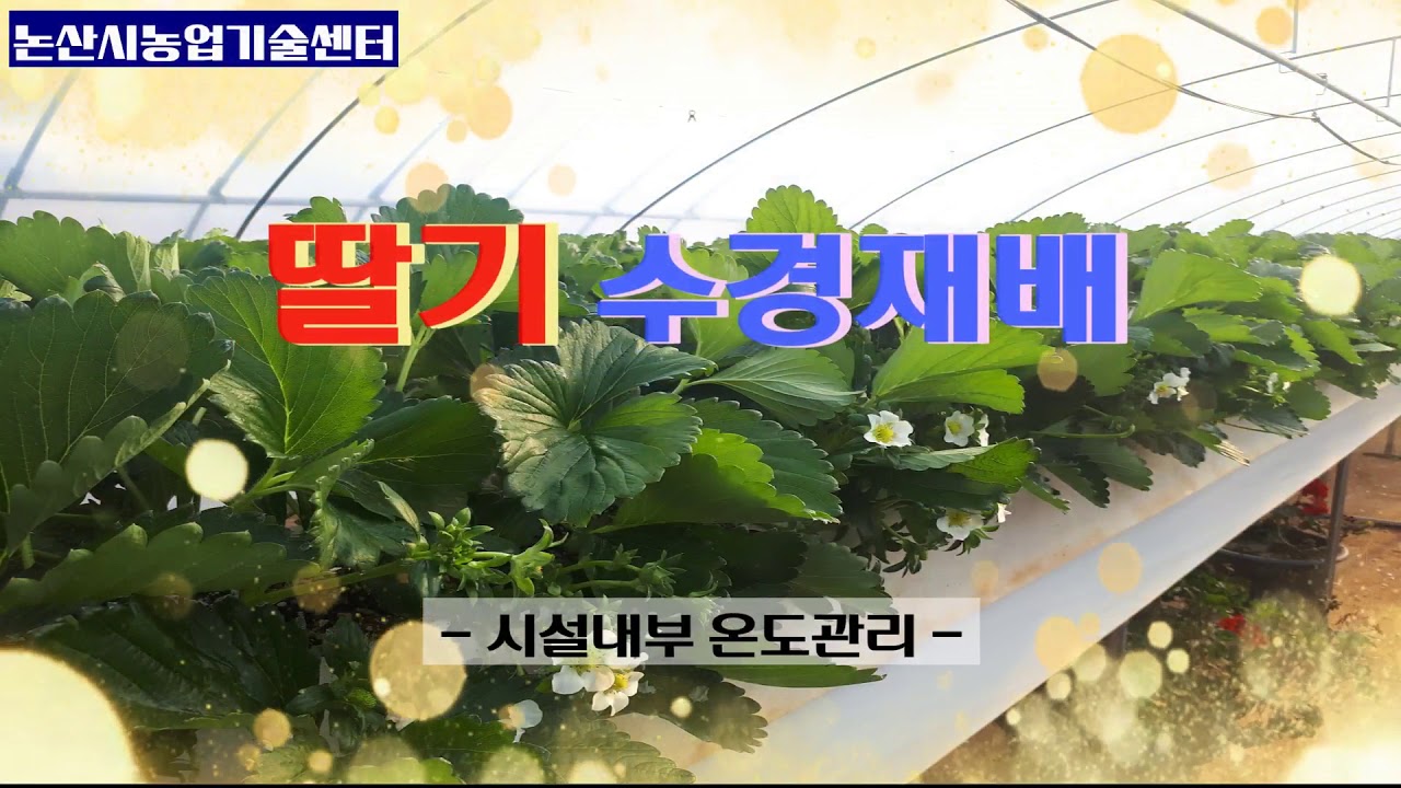 논산딸기 수경재배 하우스내 온도관리 요령