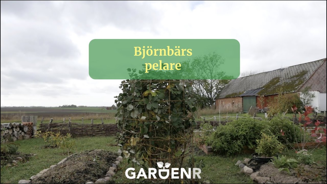 Bj&ouml;rnb&auml;rspelare - Tr&auml;dg&aring;rdshacks med GardenR
