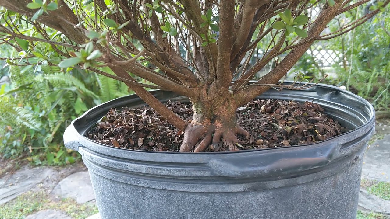 Bonsai hunting at local nurseries