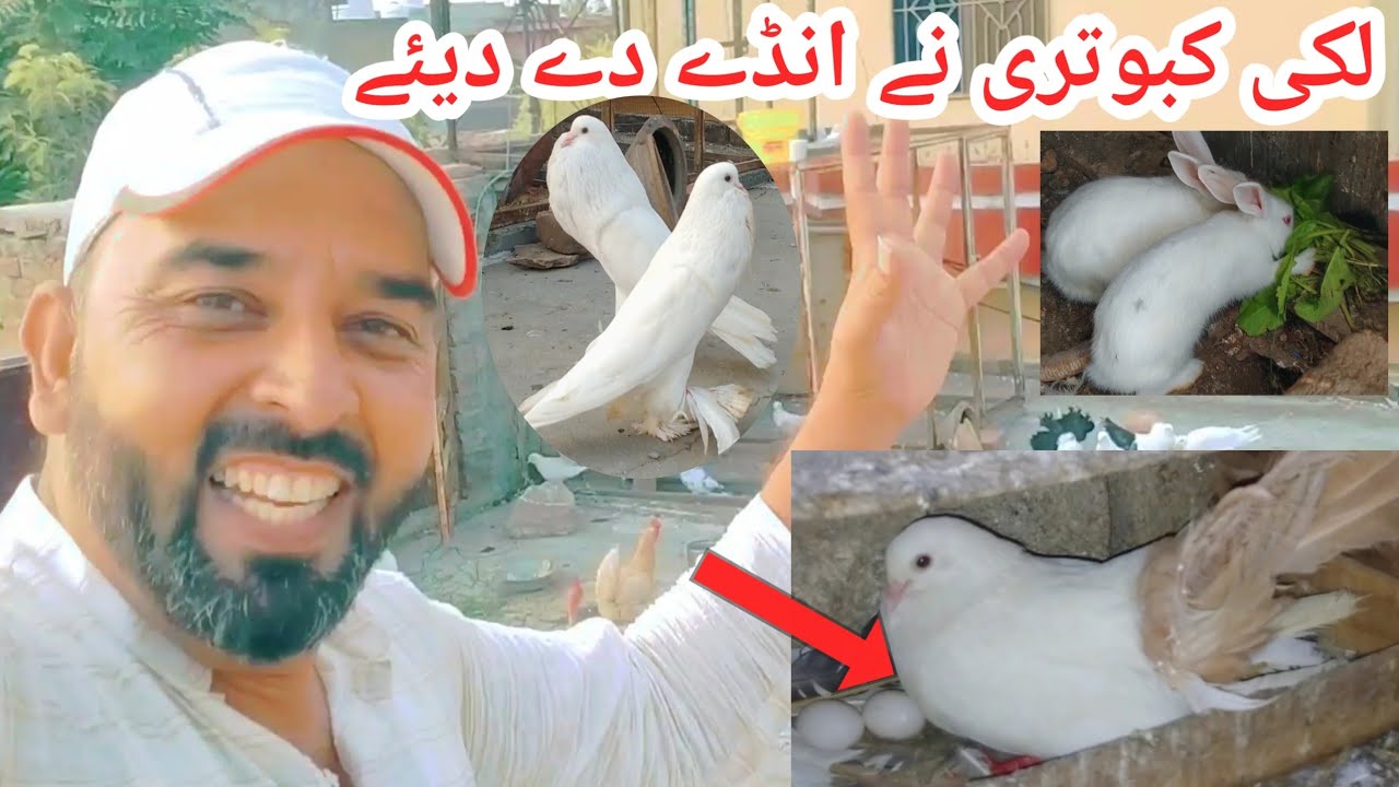 Lucky Kbooter K Bachy Nikle Gay Is Dafa ? Lucky Pigeon | Pets Vlog | Daily Vlog | Irfan Mughal Vlogs