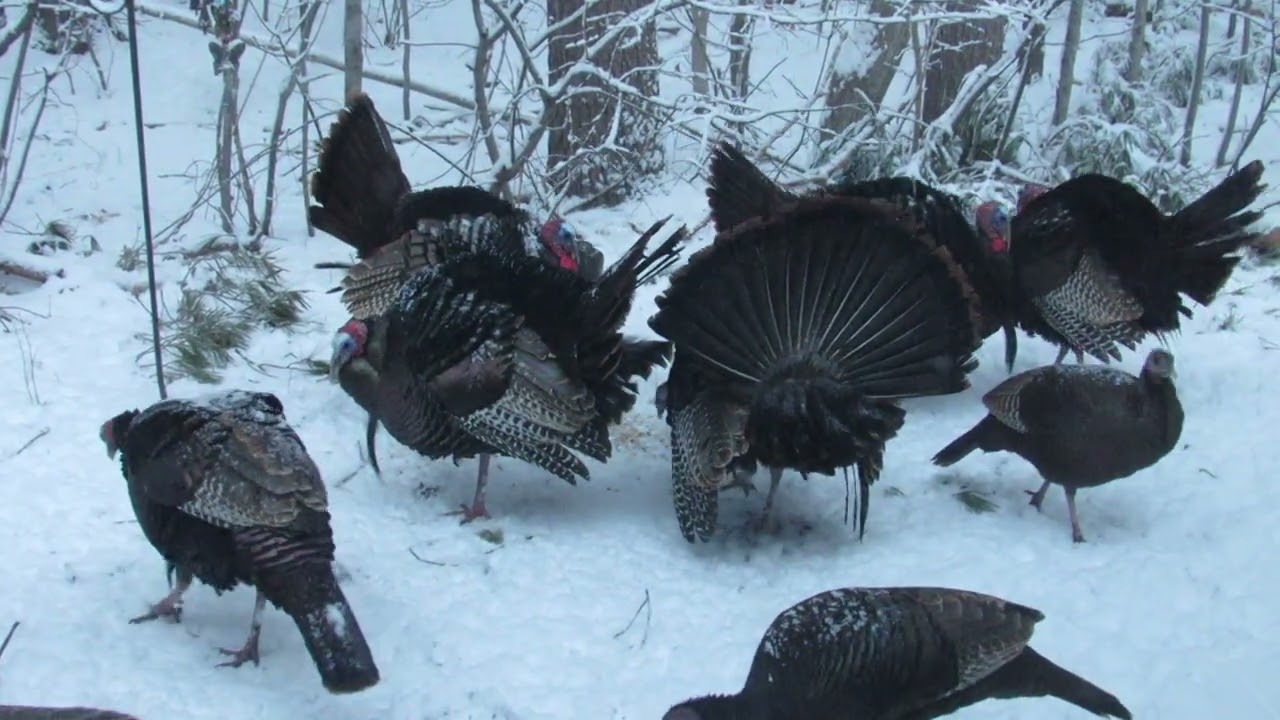 Spring Fever in December: Wild Turkeys Strutting
