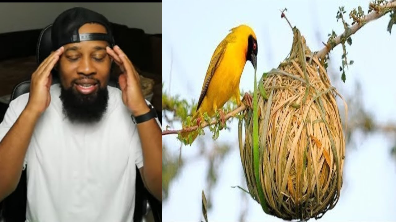 Top 15 Most Amazing Bird Nests In The Animal World! Unbelievable Wildlife REACTION!