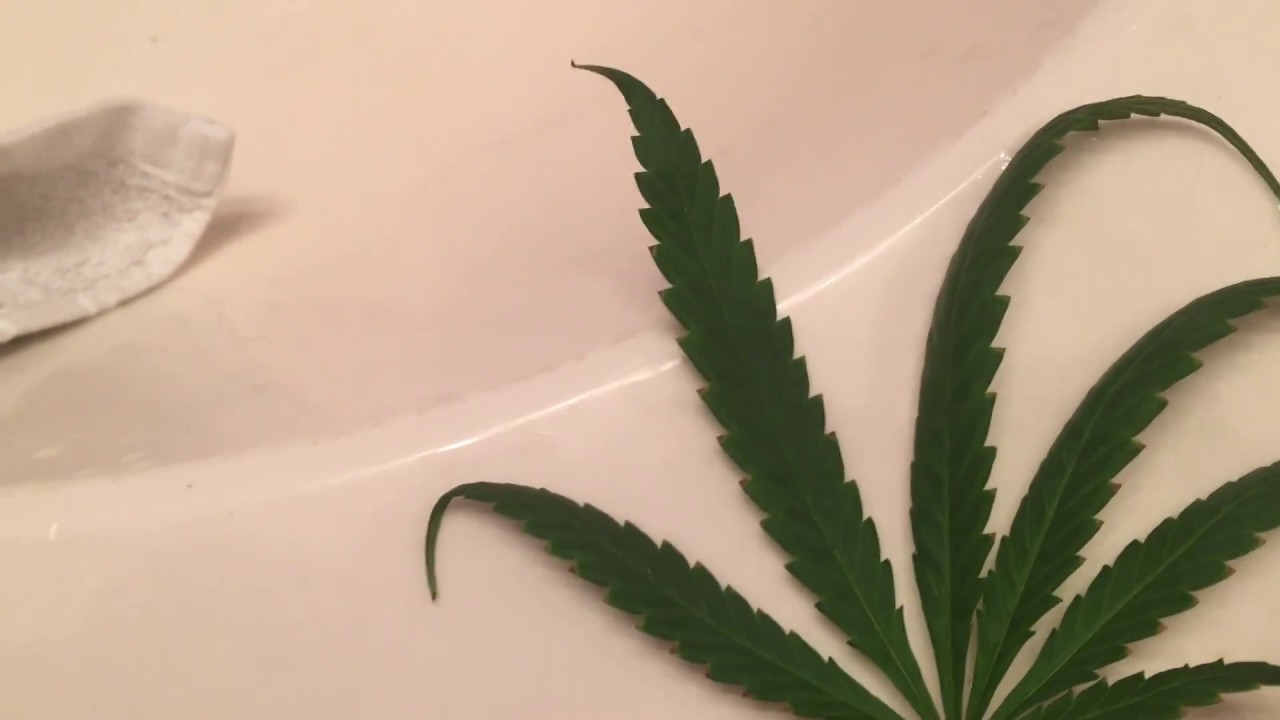 PURPLE KUSH 10 Days into flower and one leaf showing early signs of calcium deficiency.
