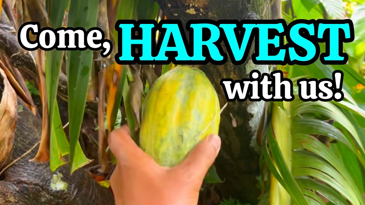 Our Farm Harvest | Coconuts, Bananas, and more | Simple Farm Life in the Philippines