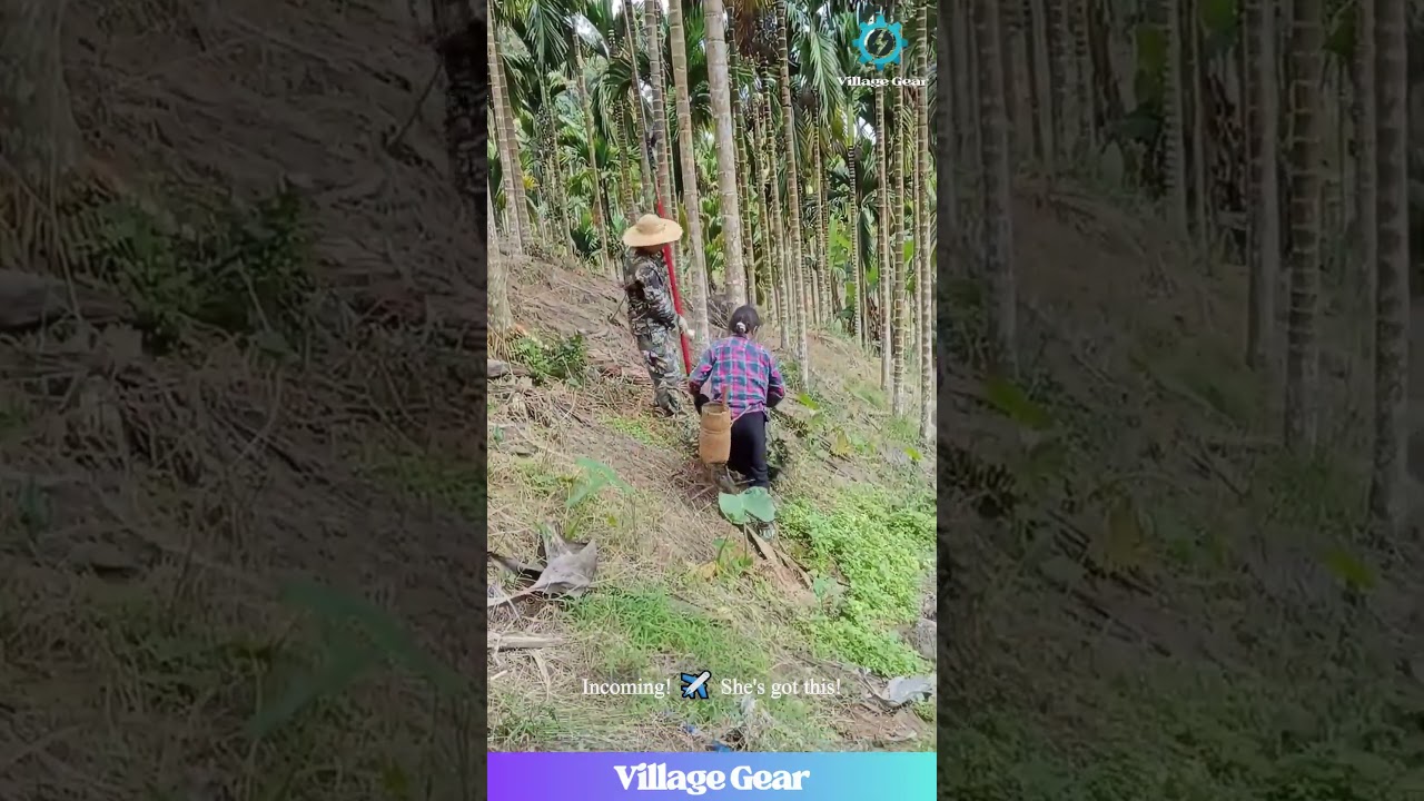 Wife's CATCH is Legendary! 😂 Areca Nut Harvest GOALS! #arecanut #harvest #couplegoals #teamwork