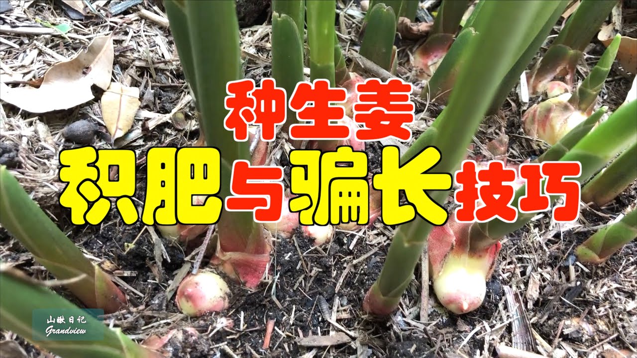 山瞅日记33---种生姜  “积肥”和“骗长”技巧