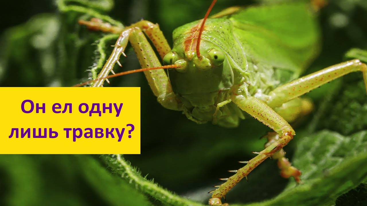 Разоблачение кузнечика! Наталья Носова.