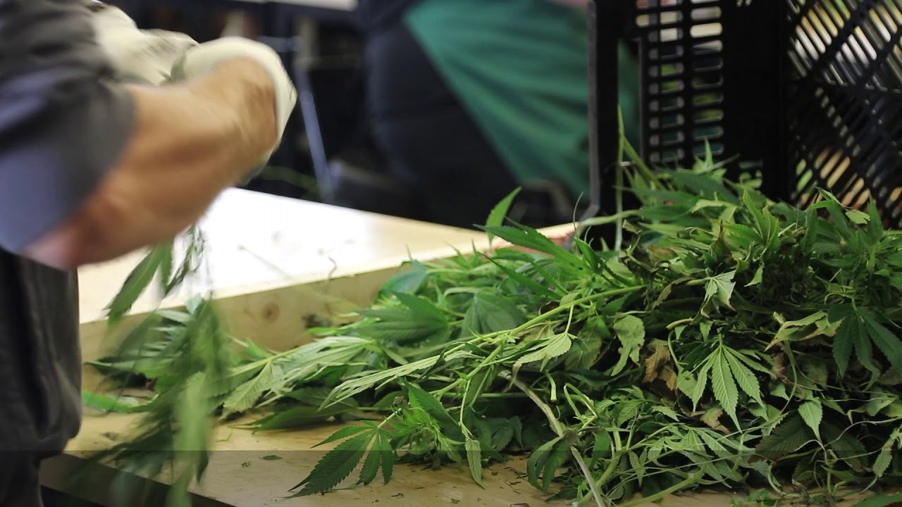 Hier duftet es den ganzen Tag legal nach Cannabis