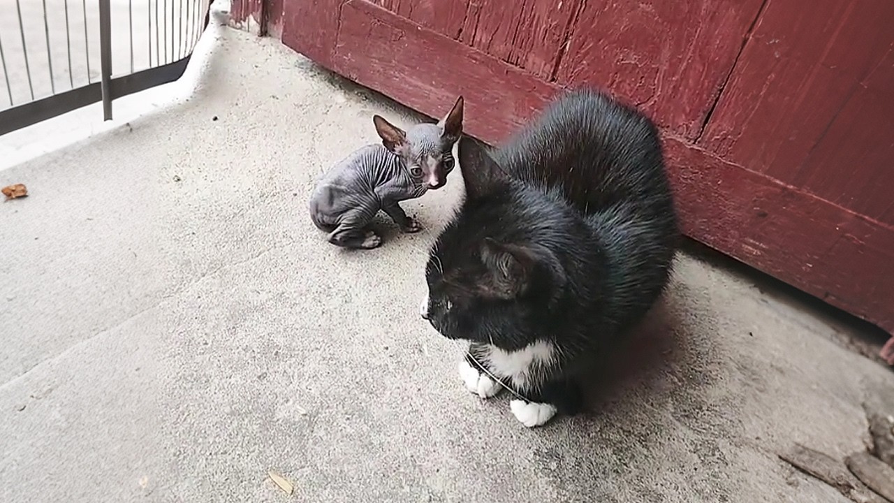My Cat Gave Birth to a Hairless Kitten, and Grandma Almost Threw Her Away