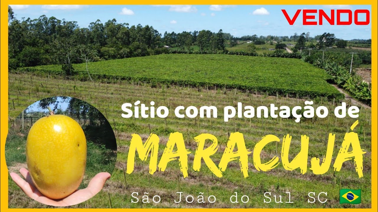 Sítio Produtivo com Plantação de Maracujá – 4 Hectares em São João do Sul  