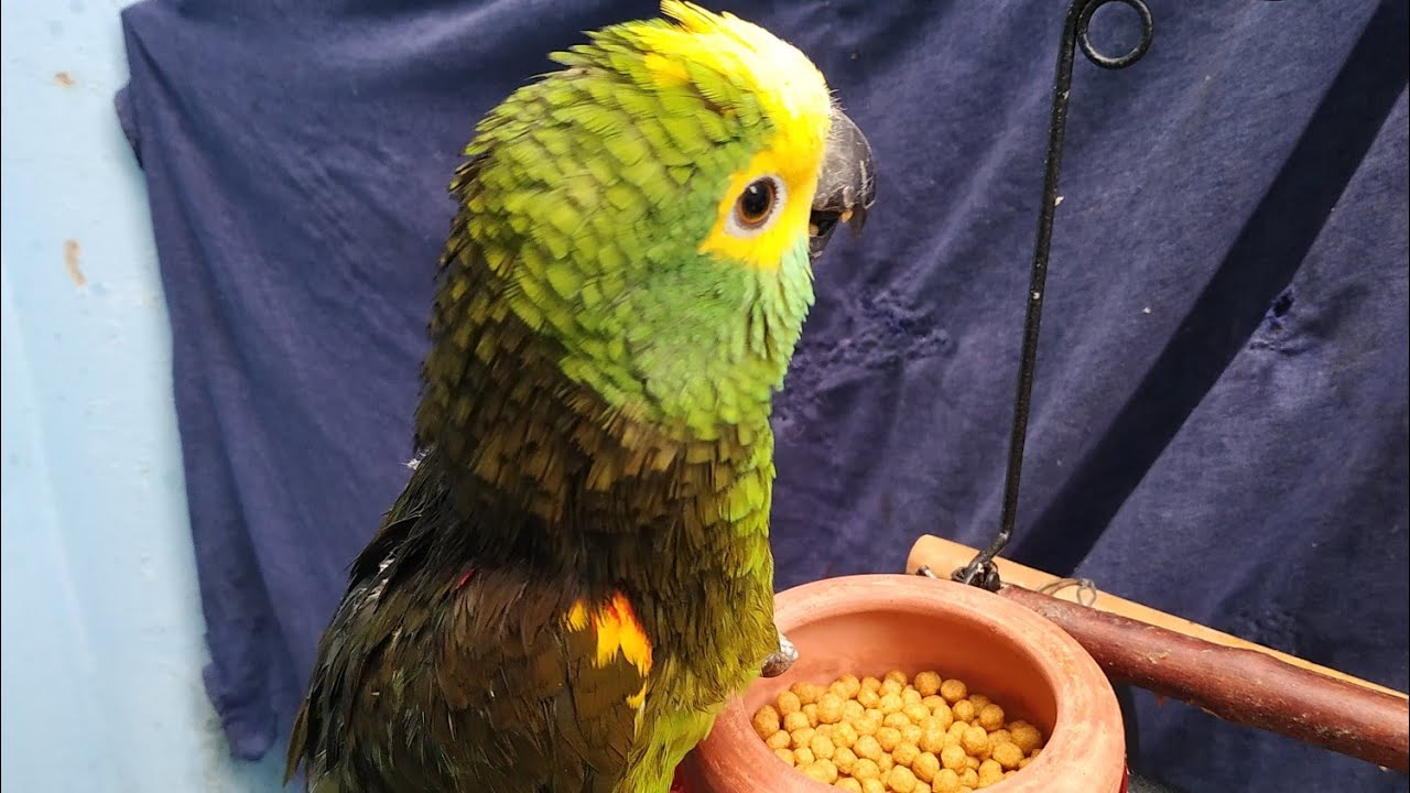Papagaio com ciúmes