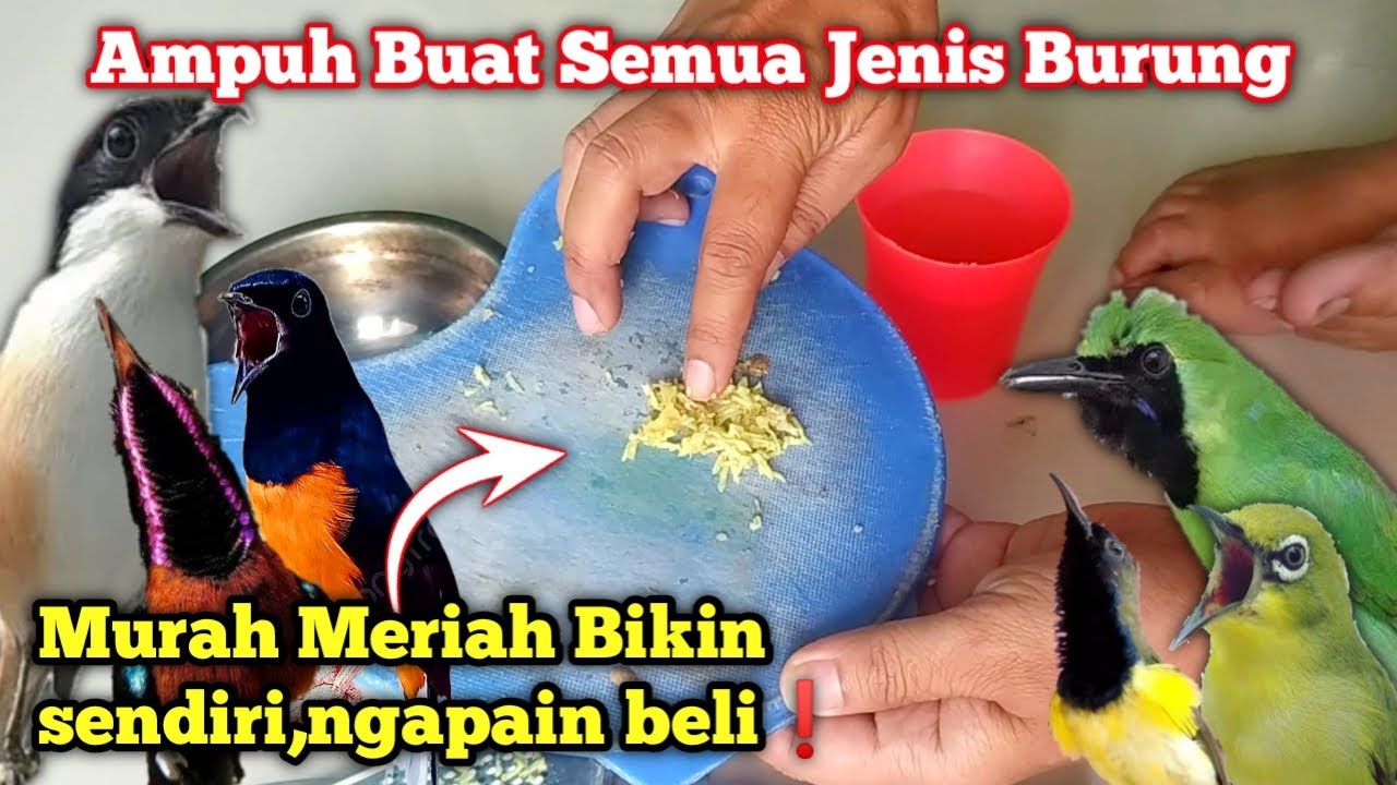 Cara Menyembuhkan Burung Serak dan Flu ‼️Sekali Minum Sembuh Total